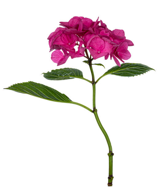 istock Pink Hortensia flower on white background 1160617380