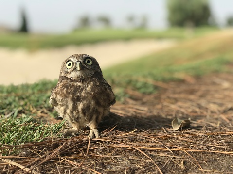 Common owl breeding on the ground, after falling from the tree