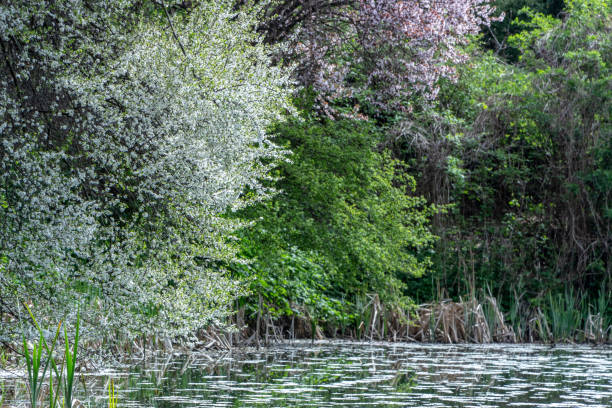 Spring deciduous forest, with green trees, grass, and flowering bushes. background