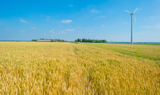 istock Field with a cereal grain below a blue sky in sunlight in summer 1160618790