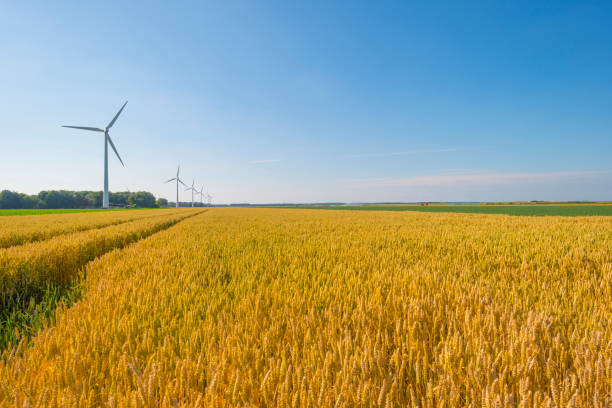istock Field with a cereal grain below a blue sky in sunlight in summer 1160618815