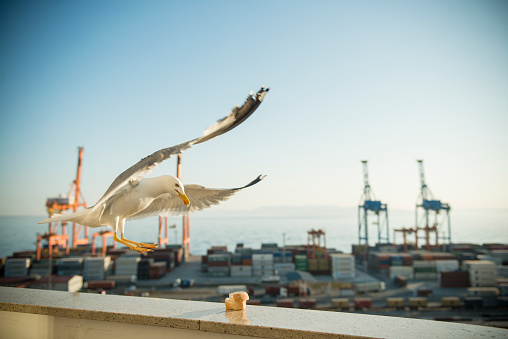 Feeding bread and pieces of meat to playful seagulls - on a balcony above the port of Rijeka (Croatia) container terminal in beautiful sunlight