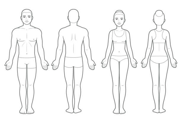 Male and female body chart Male and female body chart, front and back view. Blank human body template for medical infographic. Isolated vector clip art illustration. human representation stock illustrations