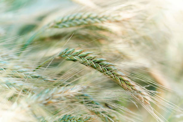 istock Cereal field with cornflowers under sunlight. Selective focus. Plant background. 1160619317