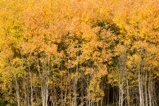 A forest of bright yellow poplar / aspen trees showing good fall colors.