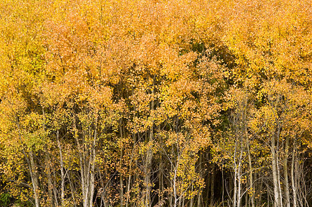 Bright Yellow Autumn Leaves A forest of bright yellow poplar / aspen trees showing good fall colors. birch gold group review about stock pictures, royalty-free photos & images