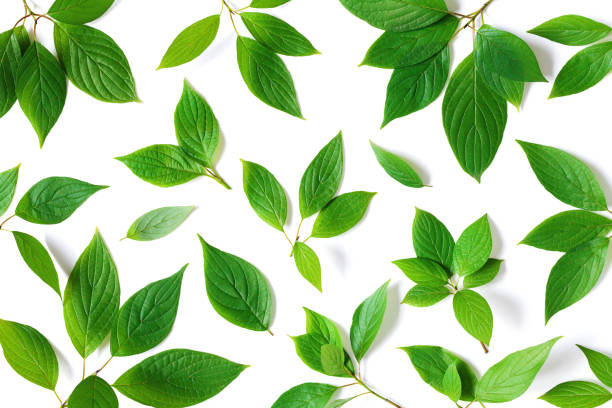 istock Beautiful nature pattern of green leaves branches with detailed texture. Greenery top view, flat lay. 1160620025