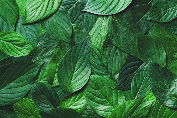 beautiful nature background from green leaves with detailed texture. greenery top view, closeup. - cor verde ilustrações imagens e fotografias de stock