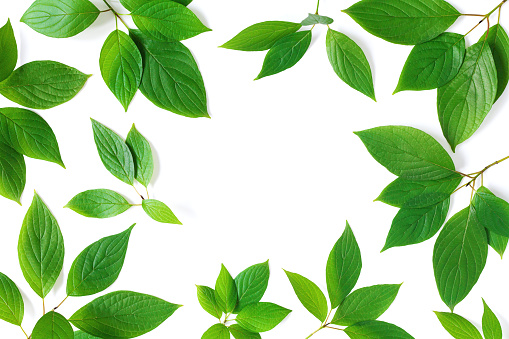 Beautiful nature frame of green leaves branches with detailed texture. Greenery top view, flat lay with copy space.