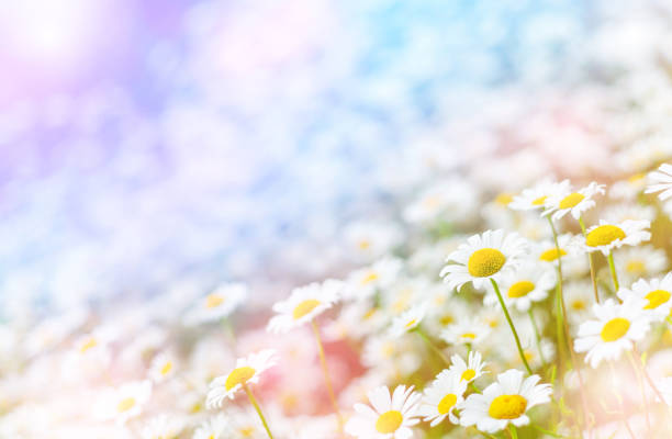 istock Field daisies on summer meadow. 1160621826