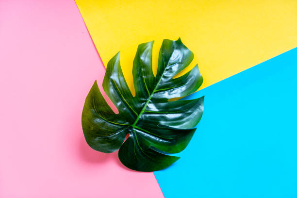 istock Tropical palm leaf with colorful background 1160622275