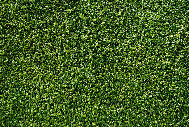 istock Green Background Texture - Wall of Ficus Leaves 116062272