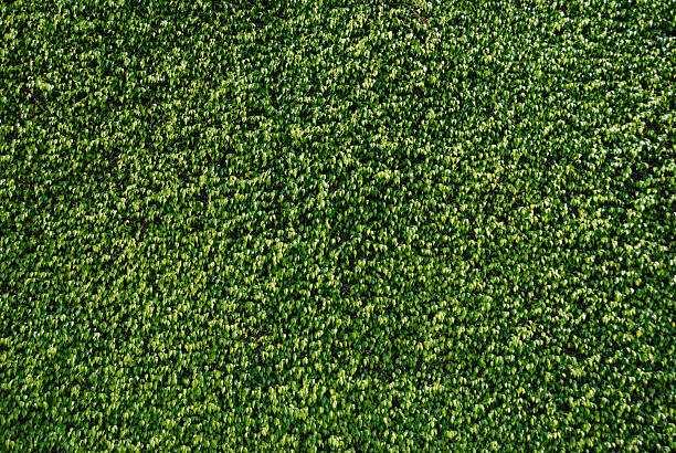 Green Background Texture - Wall of Ficus Leaves stock photo