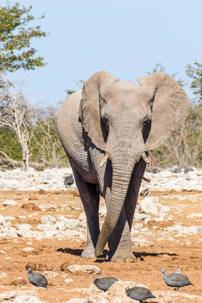 istock African elephant at a water hole in Namibia 1160623238