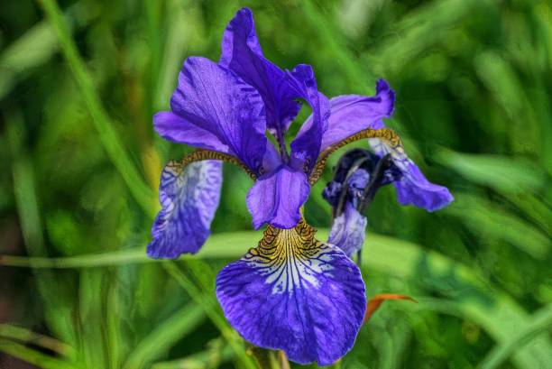 istock bud of blossoming blue iris flower 1160623617