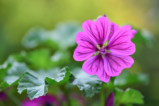 Melastoma sanguineum, also called Red melastome or Fox-tongued melastoma, is a shrub or a small tree, which produces purplish-pink flowers of six petals. It is native to Southeast Asian countries such as Malaysia, Indonesia and Vietnam.