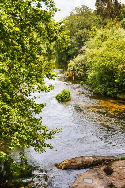 istock Forest riverbank on Umia river 1160623803