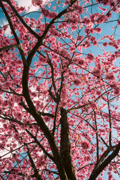 istock Pink cherry blossoms with sky background 1160625260