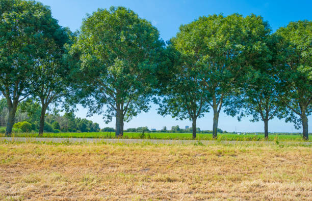 istock Green trees along a road below a blue sky in sunlight in summer 1160625803