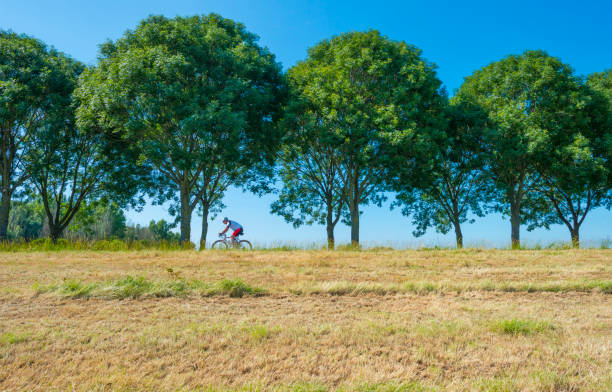 Green trees along a road below a blue sky in sunlight in summer