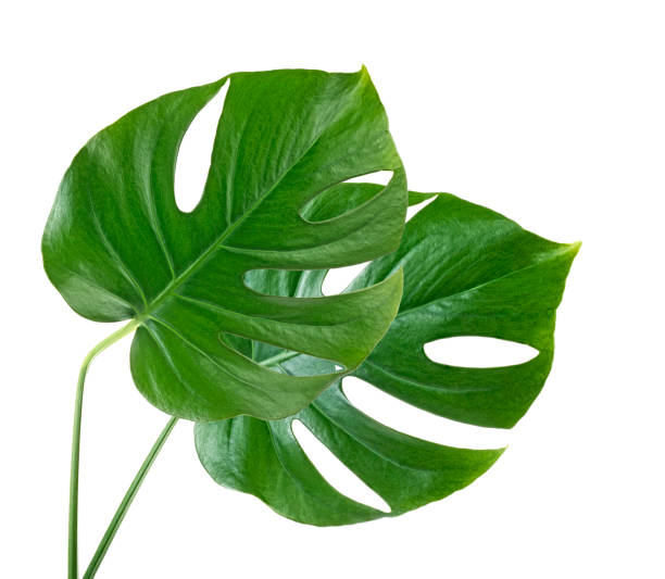 istock Two tropical jungle monstera leaves isolated on a white background 1160625951