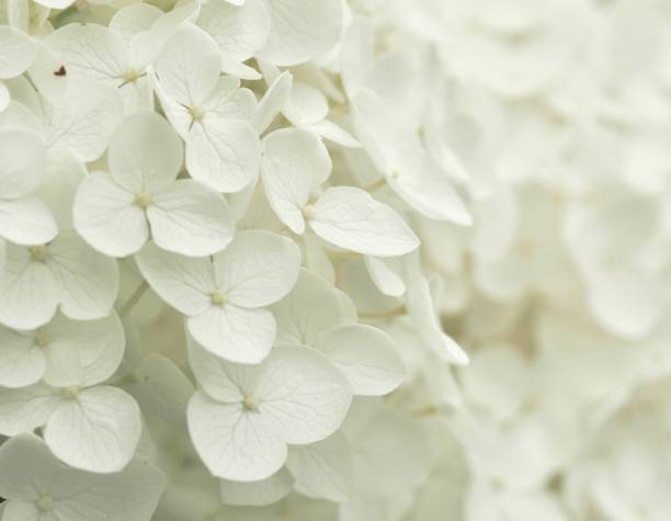 istock Snowball Viburnum 1160626102