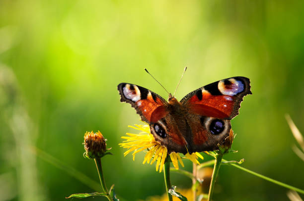 istock European peacock butterfly on wildflower 1160626164