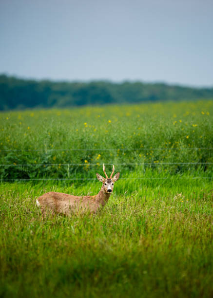 istock European roe deer Capreolus capreolus on the field 1160626363