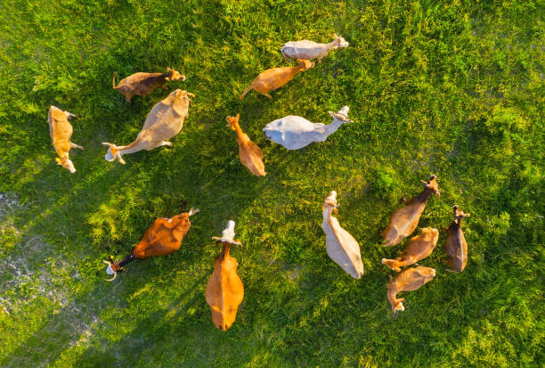 Aerial view at the cows. Farmland landscape from air. Composition with domestic animals. Photo from drone. Animal - image Aerial view at the cows. Farmland landscape from air. Composition with domestic animals. Photo from drone. Animal - image grazing stock pictures, royalty-free photos & images
