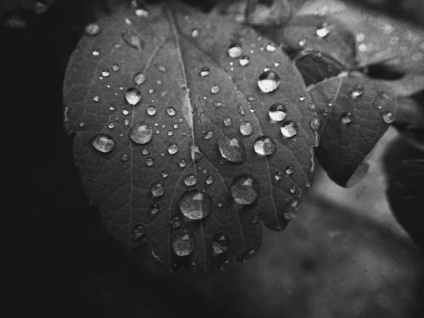 istock drops of water on the leaves 1160626492