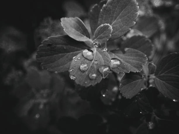 istock drops of water on the leaves 1160626497
