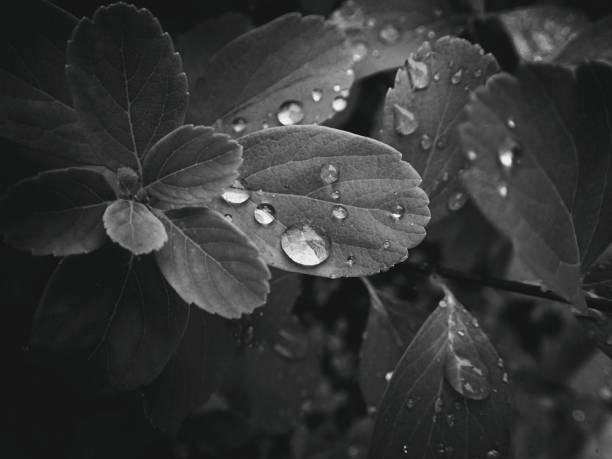 istock drops of water on the leaves 1160626635