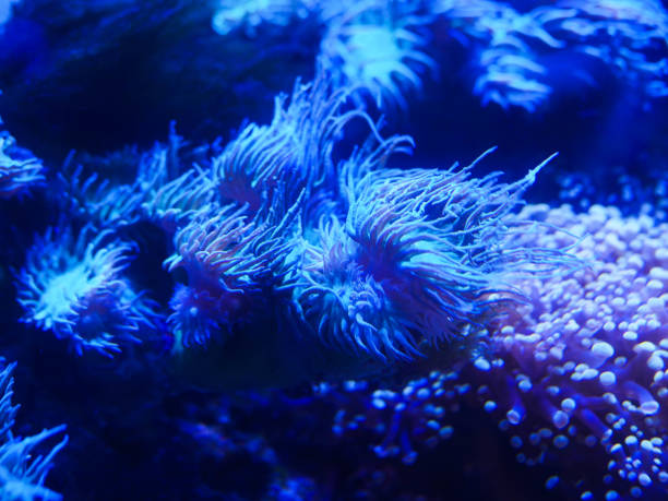istock sea corals in blue water 1160627275