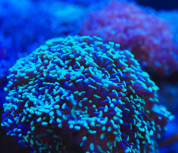 istock sea corals in blue water 1160627276