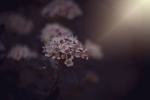 istock purple flower in the sun 1160627908