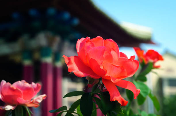 istock Red rose against Eastern pavilions 1160628741