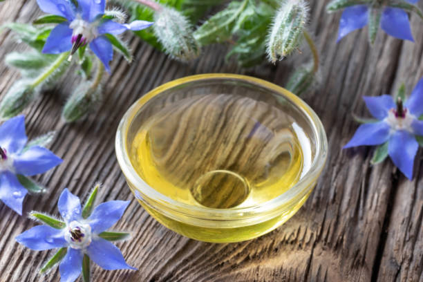 istock Borage oil and fresh blooming borage plant 1160630874