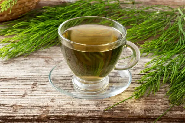 A cup of herbal tea with fresh horsetail plant