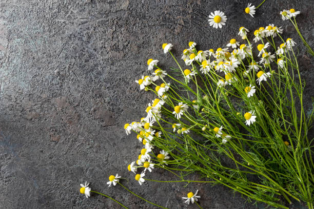 flores de manzanilla alemana sobre un fondo oscuro - german chamomile chamomile plant smelling flower fotografías e imágenes de stock