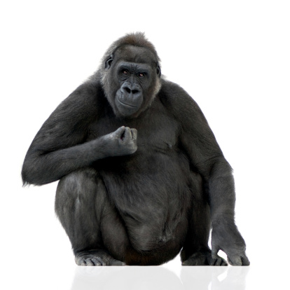 Young gorila lomo plateado photo