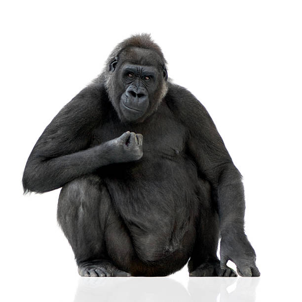 Young Silverback Gorilla Young Silverback Gorilla in front of a white background. animal arm photos stock pictures, royalty-free photos & images