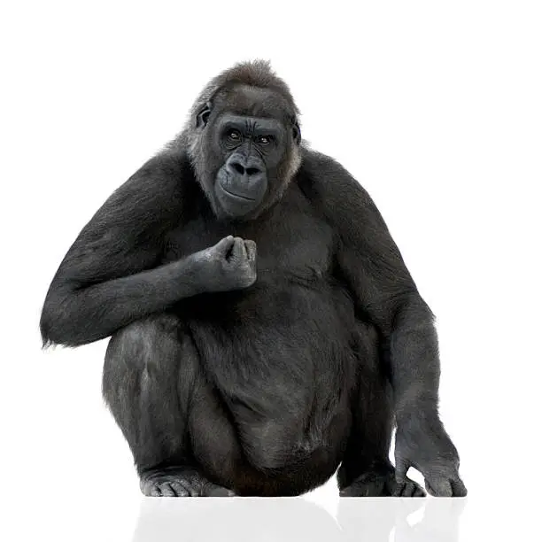 Young Silverback Gorilla in front of a white background.