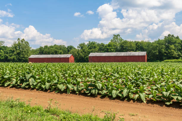 Tobacco growing near two red drying sheds in East Windsor, Connecticut stock photo
