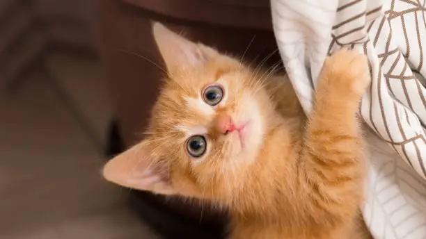 Lovely little curious pet. Close-up of playing furry kitten with paw on drapes, bedspread or table-cloth. Selective focus