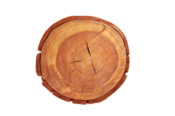 istock Wooden stump isolated on the white background 1160632343
