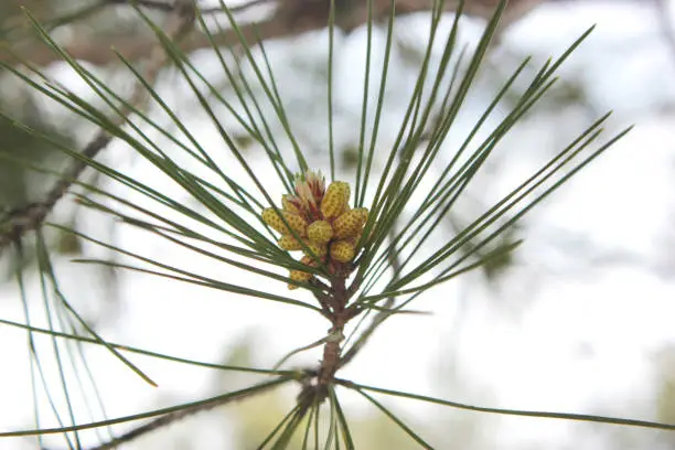 Photo of Pine pollen cone
