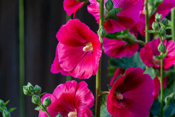 istock Hollyhock blooms in Ankeny, Iowa. 1160633426