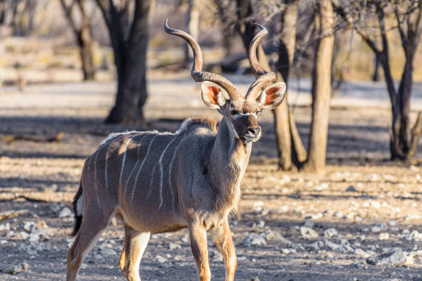 Kudu at an artificial water hole in a Namibian forest, Namibia.