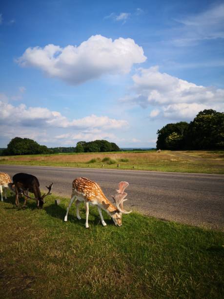 istock Young Deer of Richmond Park 1160635121
