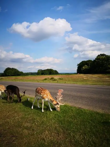 A young antlered deer grazes by the edge of the road in Richmond Park, London.